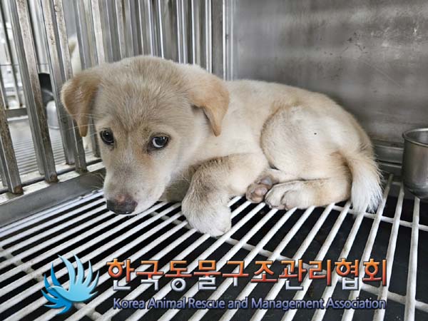 한국동물구조관리협회_441406202401232